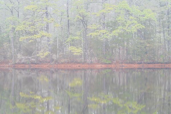 Jaynes Gallery 아티스트의 USA-New Jersey-Pine Barrens National Preserve Foggy forest landscape reflects in lake작품입니다.